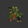 Houseplants With Variegated Leaves And Green Foliage In Terracotta Pots On Wooden And Metal Stands