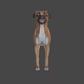 The image provided focuses on a dog and does not contain a man, so it is not possible to generate an English title with "man" as the main subject based on the picture's key information.