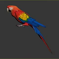 Modern Parrot Xuan Feng Parrot Budgie Shang Parrot 3d model
