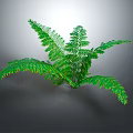 Lush Green Fern Plant With Leafy Fronds On Simple Background
