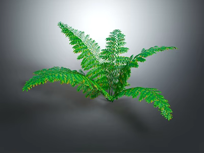 Lush Green Fern Plant With Leafy Fronds On Simple Background 3d model