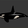 Orca Marine Animal Model With Black And White Body Dorsal Fin And Pectoral Fin