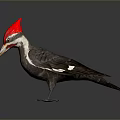 Woodpecker With Red Crest Long Beak White Facial Stripes And Dark Body On Gray Background