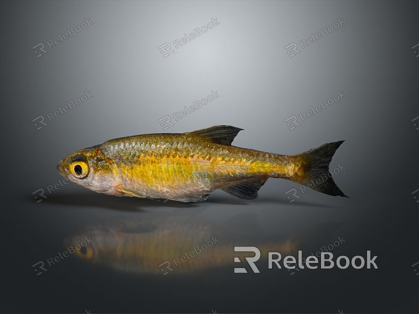 Catfish Carp Sturgeon Bass Freshwater Fish Various Carp Grass Carp Crucian Carp model