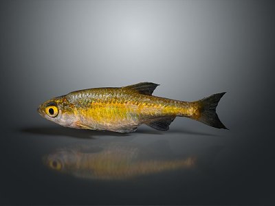 Catfish Carp Sturgeon Bass Freshwater Fish Various Carp Grass Carp Crucian Carp model