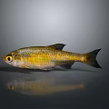 Yellow Green Decorative Fish Ornament With Black Fins For Home Kitchen Decoration