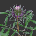Lush Green Plant with Long Branches Fresh Leaves and Unopened Bud