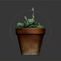 Succulent Plant in Terracotta Pot with Green Leaves and Pink Flower Stem