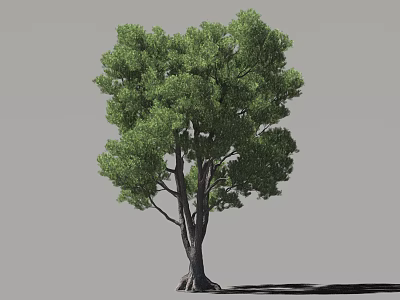 Lush Green Arbor With Thick Trunk And Full Foliage Canopy 3d model