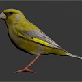 Peregrine Falcon Sparrow Pigeon Wingbird Pearl Bird Hummingbird Flamingbird Bird Animal 3d model