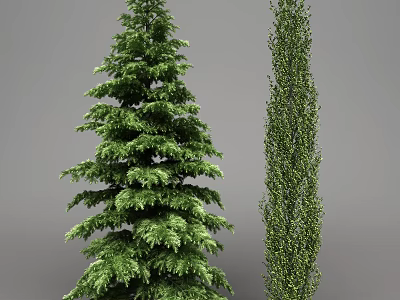 Two Arbor Trees With Lush Green Foliage And Slender Growth Shape 3d model