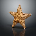 Golden Starfish With Detailed Small Projections On Dark Background With Reflection