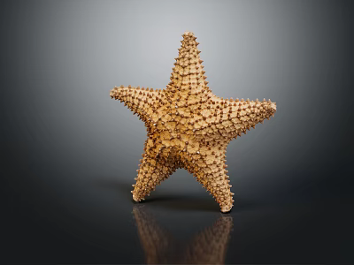 Golden Starfish With Detailed Small Projections On Dark Background With Reflection 3d model