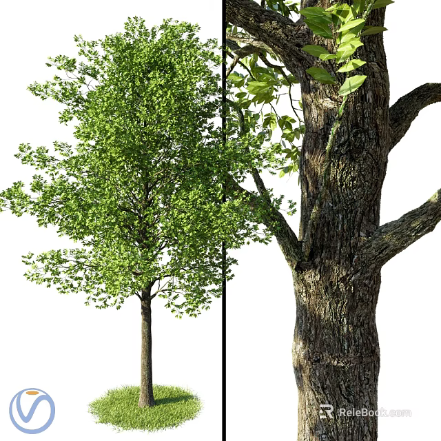 Arbor Tree With Lush Green Leaves And Thick Textured Trunk Natural View 3d model 