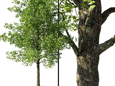 Arbor Tree With Lush Green Leaves And Thick Textured Trunk Natural View 3d model
