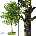 Arbor Tree With Lush Green Leaves And Thick Textured Trunk Natural View