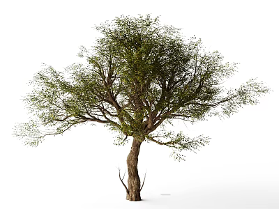 Tall Arbor With Thick Trunk Spreading Branches And Green Foliage 3d model