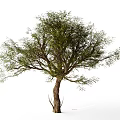 landscape tree big tree 3d model