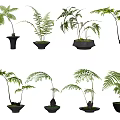 Stylish Bonsai Potted Plants With Various Fern Types In Black Pots