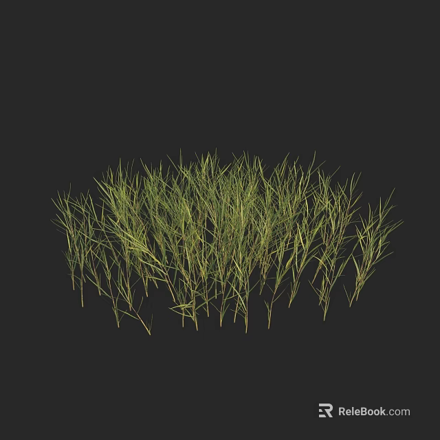 Lush Green Grasses With Slender Leaves Growing In Clump On Black Background 3d model 