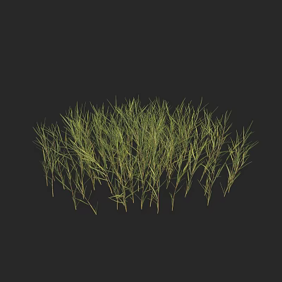 Lush Green Grasses With Slender Leaves Growing In Clump On Black Background 3d model