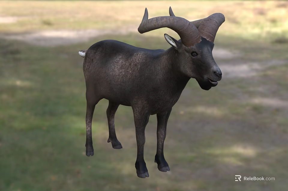 Black Mountain Goat With Large Curved Horns Standing On Green Grassland 3d model 