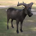 Black Mountain Goat With Large Curved Horns Standing On Green Grassland