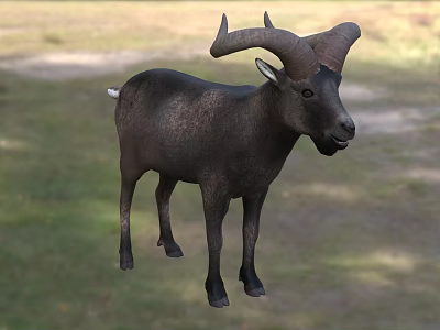 Black Mountain Goat With Large Curved Horns Standing On Green Grassland 3d model