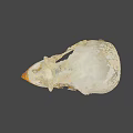 Ancient Fossil Specimen With Textured Surface And Orange Red Accent 3d model