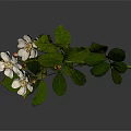 Green Leafy Plant With White Flowers And Buds On Branch Against Dark Background