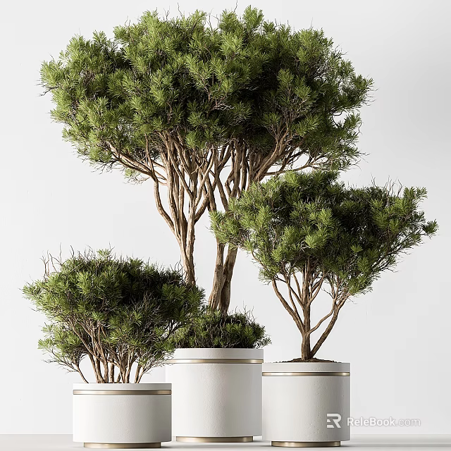 Three Lush Potted Pine Trees in White Cylindrical Vases with Light Colored Background 3d model 