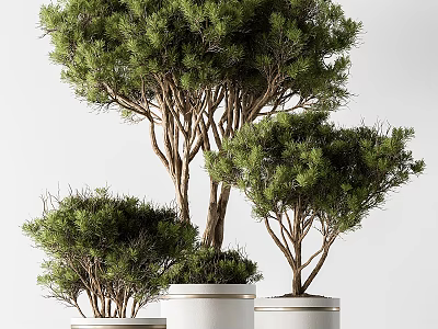 Three Lush Potted Pine Trees in White Cylindrical Vases with Light Colored Background 3d model