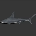 Lifelike Blue Shark Model With Smooth Glossy Surface In Dark Reflective Background 3d model