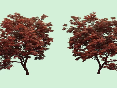 Two Red Leaf Arbor Trees With Vibrant Lush Foliage In Natural Garden 3d model