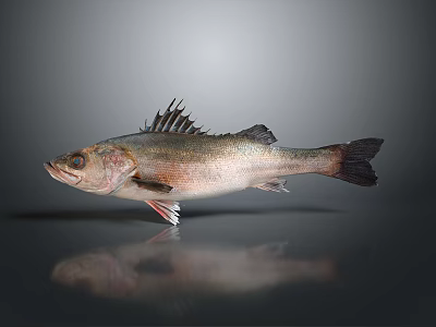 Silver Gray Fish With Sharp Dorsal Fins Displayed On A Dark Reflective Surface 3d model