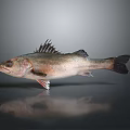 Silver Gray Fish With Sharp Dorsal Fins Displayed On A Dark Reflective Surface