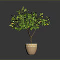 Potted Lemon Tree with Green Leaves and Yellow Fruits in Decorative Pot