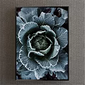 Botanical Painting of Frost Cabbage with Dark Green Leaves White Frosty Edges in Dark Frame