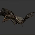 Black Crab Features Sharp Claws Fine Bristles And Segmented Legs