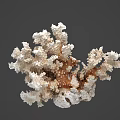 Marine Coral Polyps With Branching White And Brown Calcium Structures