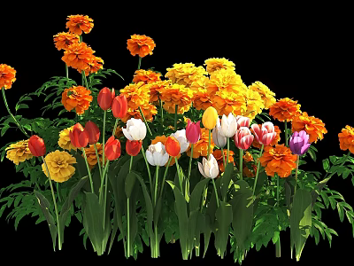 Colorful Blooming Marigolds And Tulips With Orange Yellow Red White Pink Petals And Green Leaves 3d model
