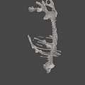 Detailed Dinosaur Skeleton Anatomical Display With Vertebrae Ribs And Limbs