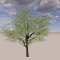 Tall Green Leafy Tree Standing On Light Ground Under Blue Sky With White Clouds