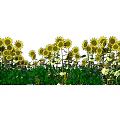 Vibrant Sunflower Flower Field With Lush Green Grass And Colorful Blooms