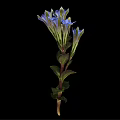 Beautiful Plant With Blue Flowers Green Stems And Leaves On Black Background