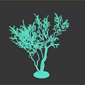 Green Foliage Plant with Multiple Trunks and Orange Base on Dark Background