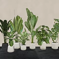Indoor Various Green Potted Plants With Large Leaves And Decorative Pots