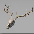 Deer Skull With Antlers And Detailed Bone Structure Against Dark Background