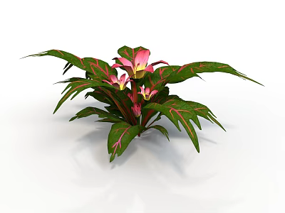Tropical Indoor Plant With Green Leaves Pink Stripes And Pink Flowers 3d model