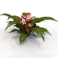 Tropical Indoor Plant With Green Leaves Pink Stripes And Pink Flowers